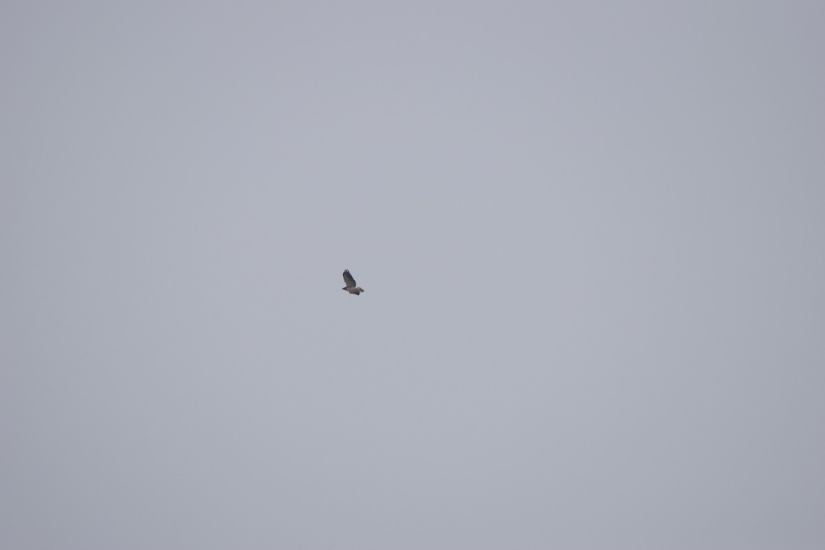 White-tailed Hawk - ML616582226