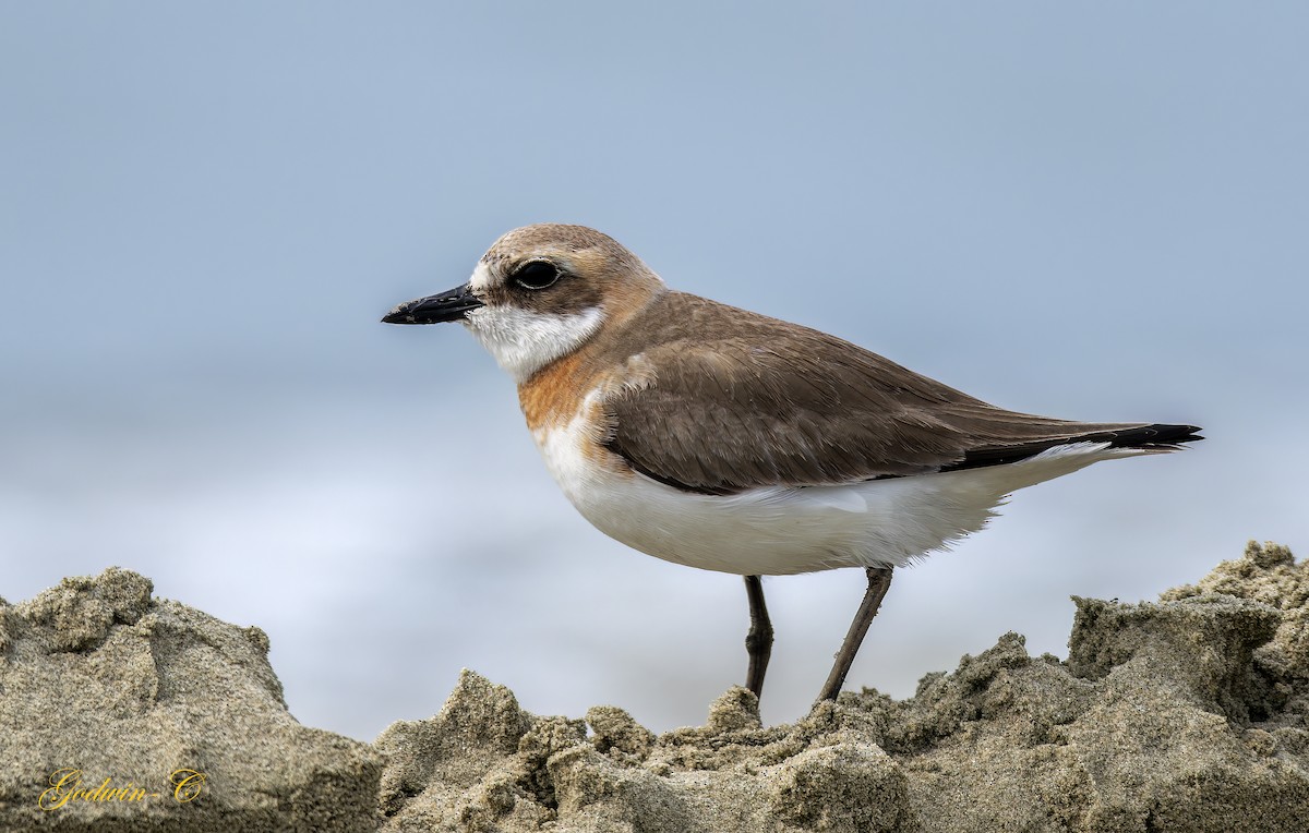 Greater Sand-Plover - Godwin Chan