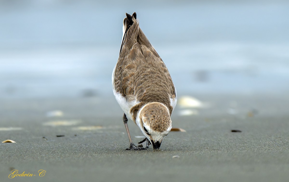 Greater Sand-Plover - Godwin Chan