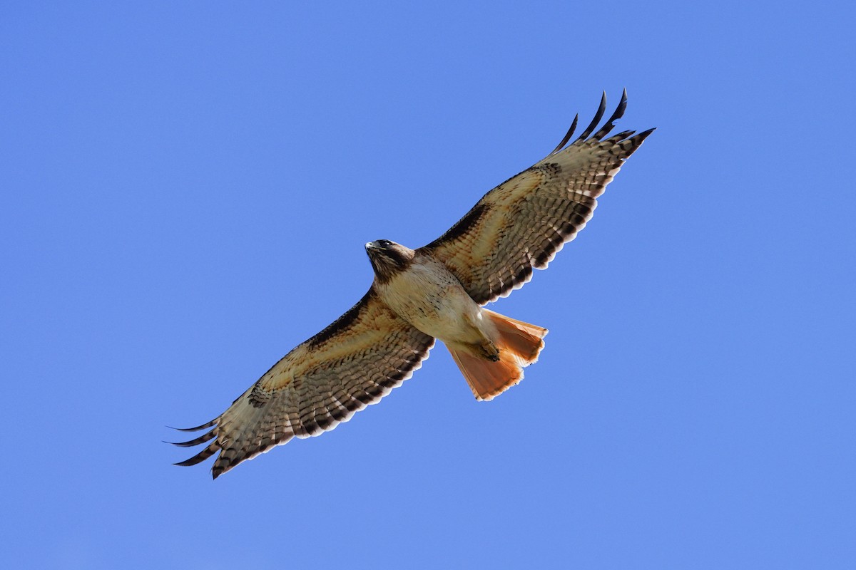 Red-tailed Hawk - Gary Herritz