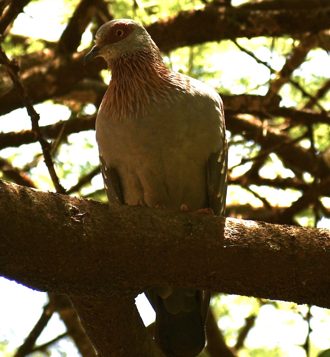 Speckled Pigeon - ML616582336