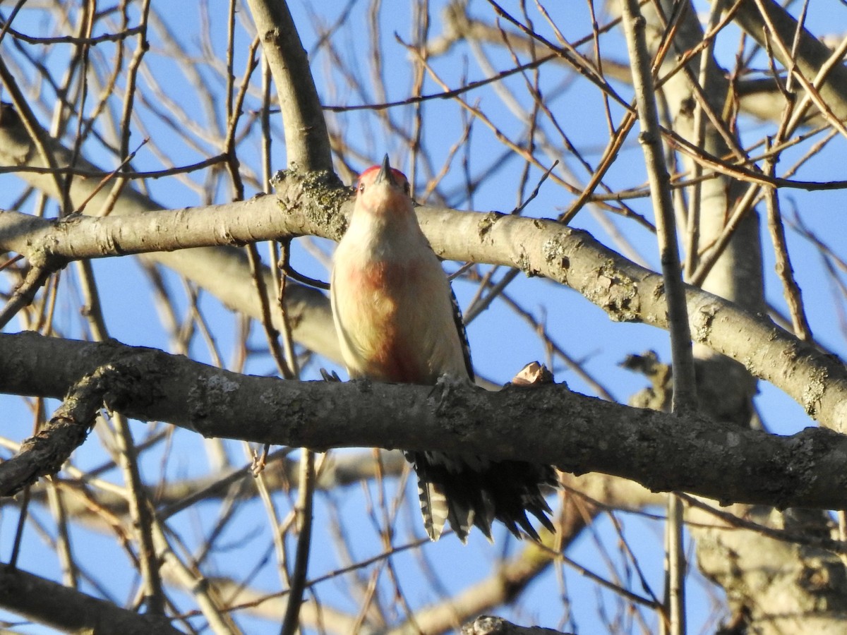Red-bellied Woodpecker - Noam Markus