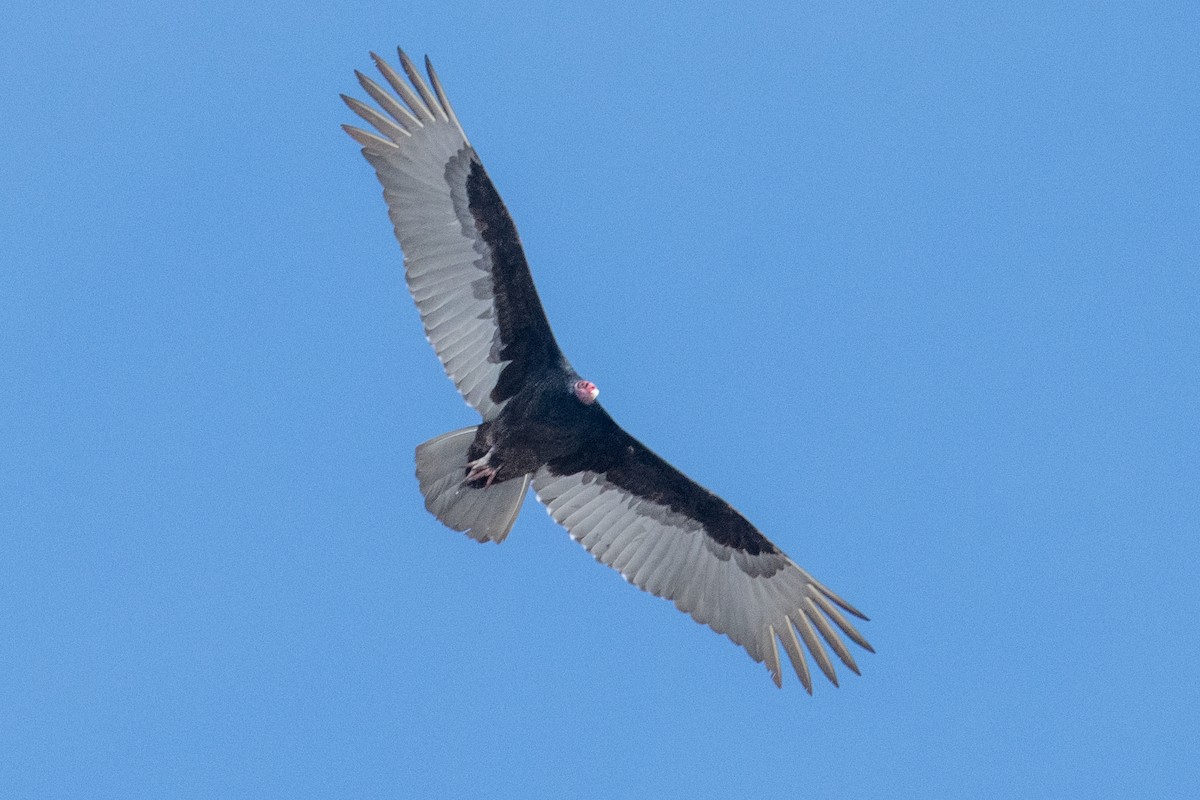 Turkey Vulture - ML616582342