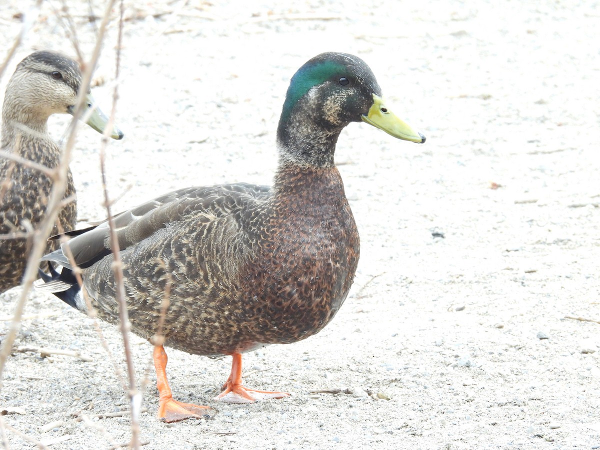 Mallard x American Black Duck (hybrid) - Joanne Muis Redwood