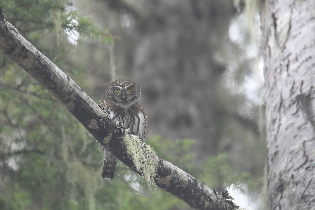 Northern Pygmy-Owl (Pacific) - Ezekiel Dobson