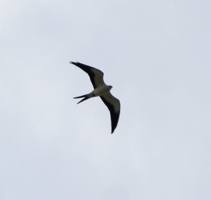 Swallow-tailed Kite - ML616582392