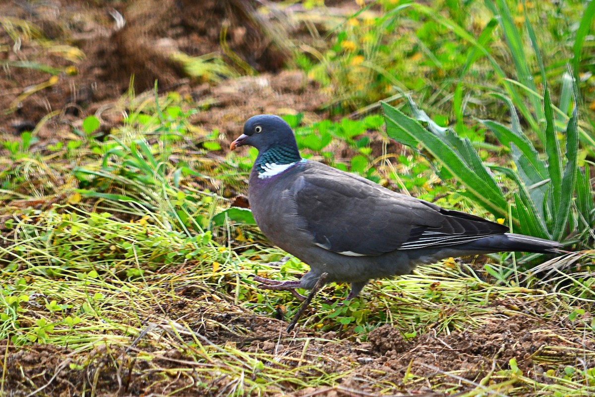 Common Wood-Pigeon - ML616582516