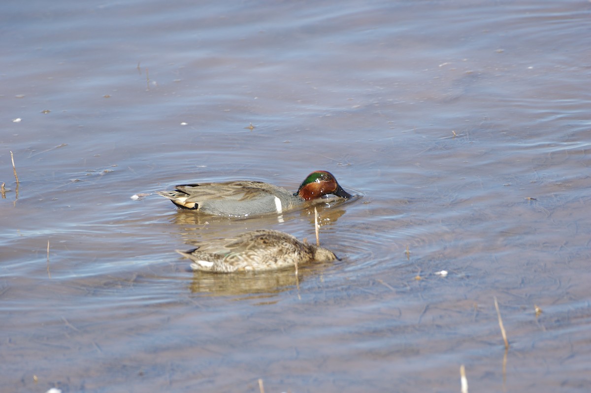 Green-winged Teal - ML616582695