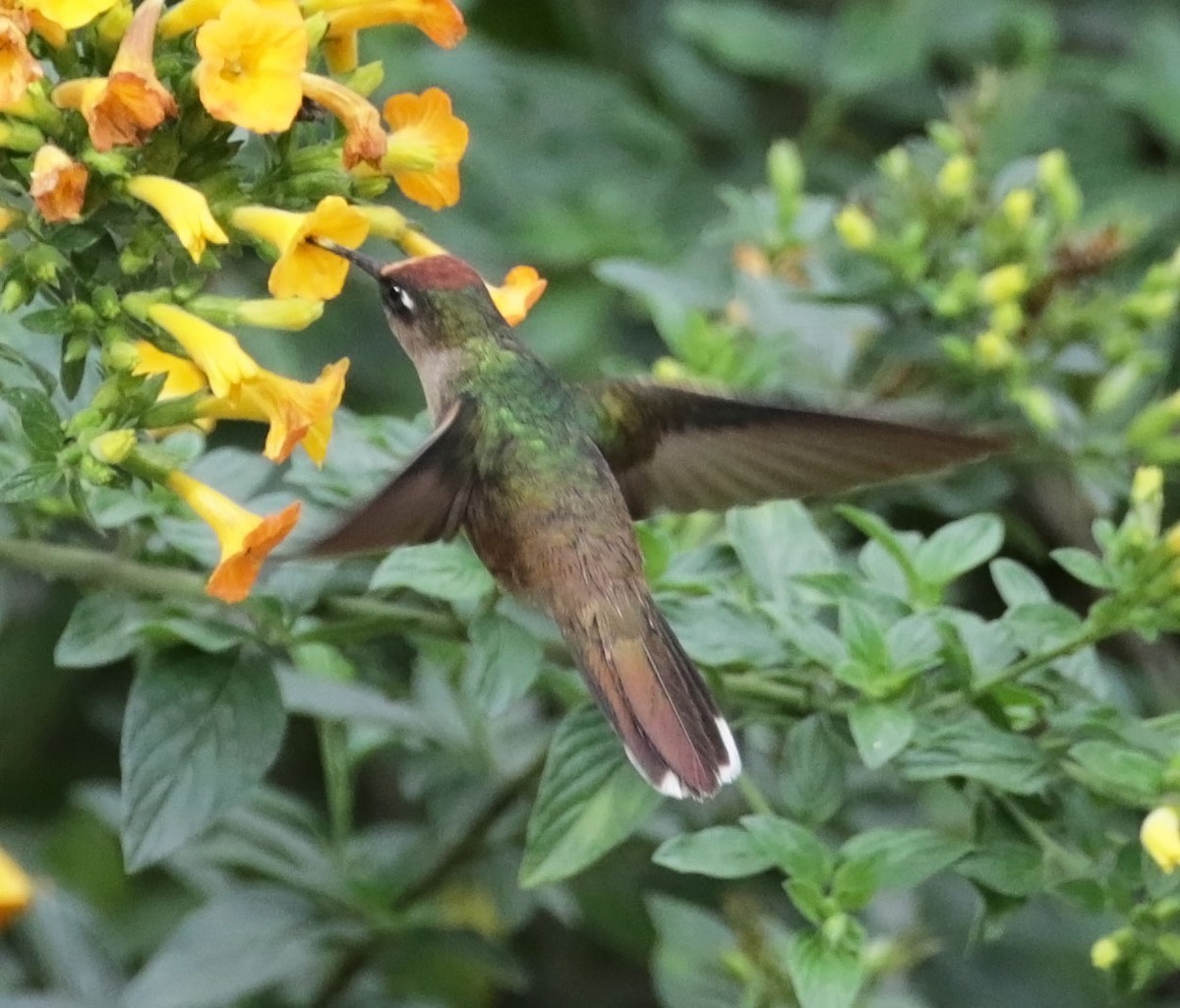 kolibřík čepičatý - ML616582703