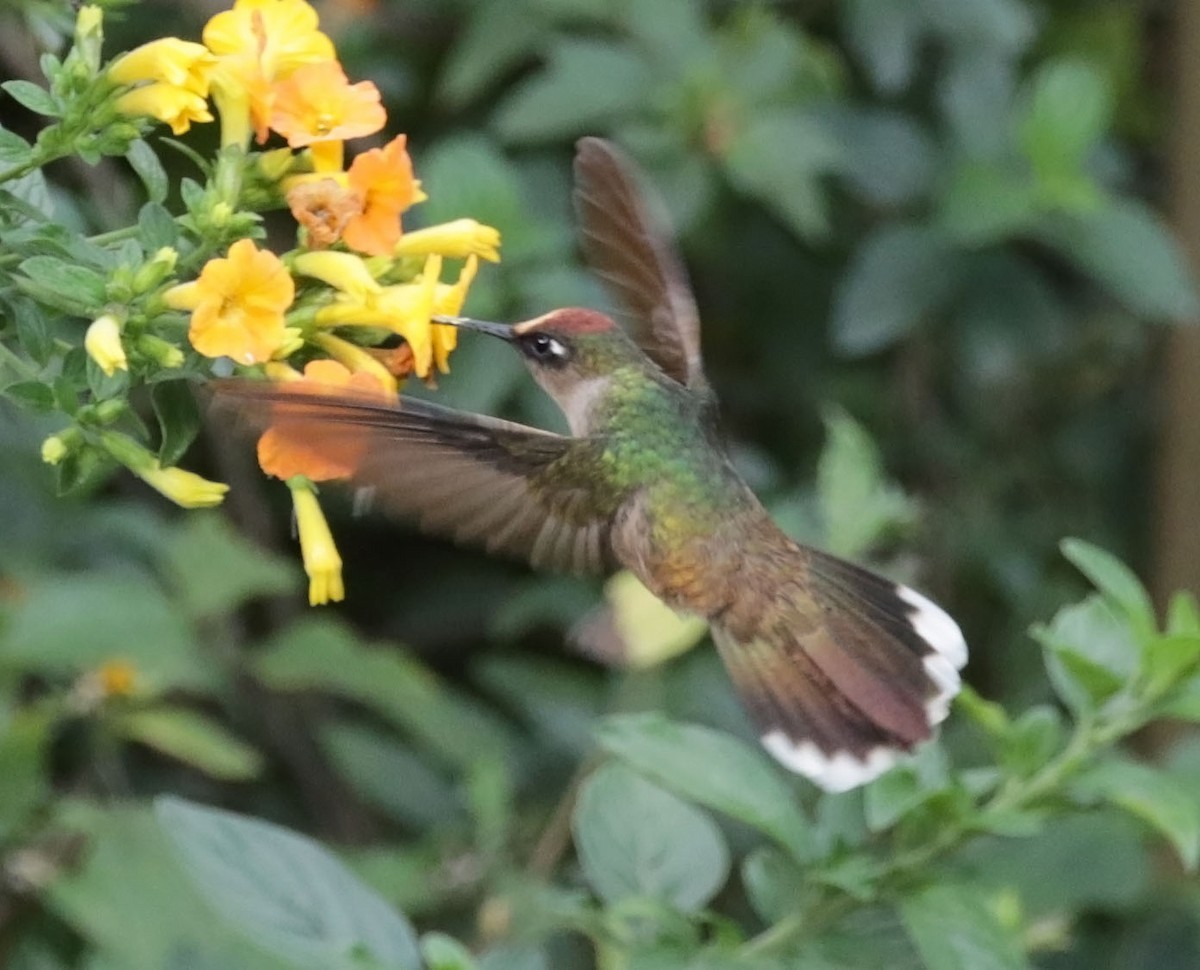 kolibřík čepičatý - ML616582805