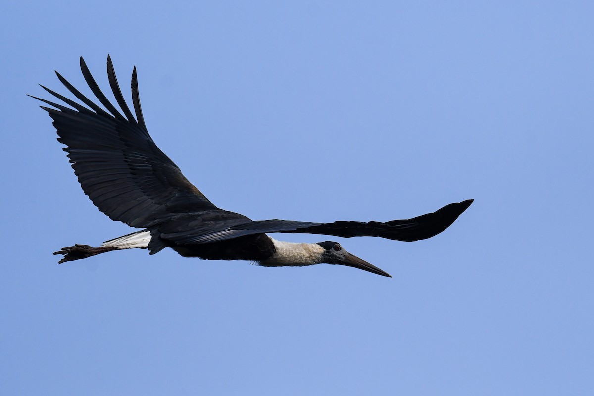 Asian Woolly-necked Stork - Maryse Neukomm