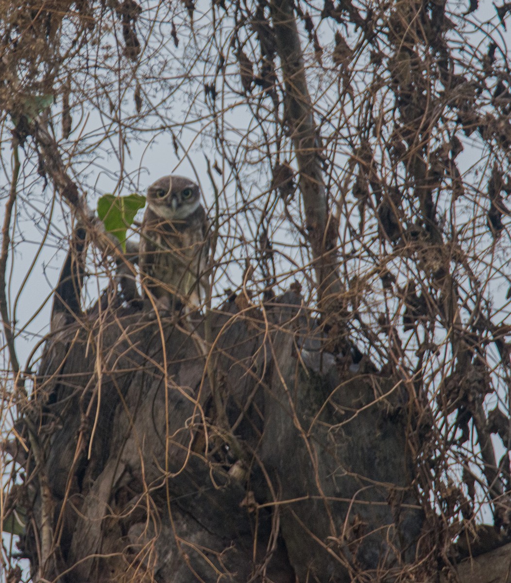 Spotted Owlet - Saikat Das