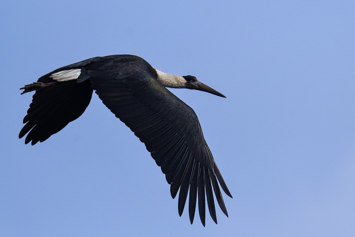 Asian Woolly-necked Stork - ML616582833