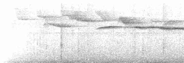 Weißbinden-Ameisenvogel - ML616582871