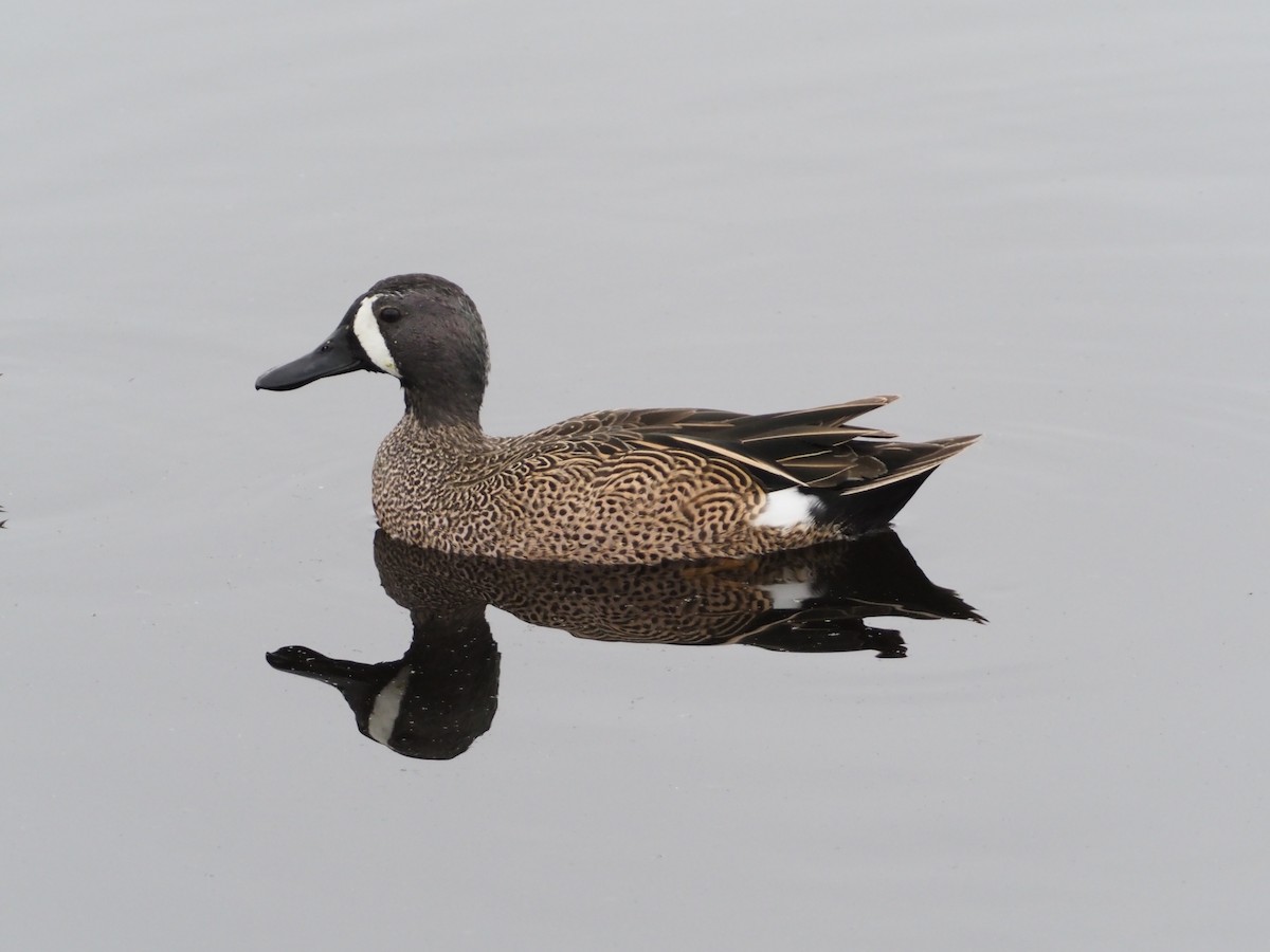 Blue-winged Teal - ML616582874