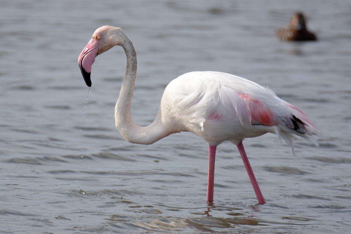Greater Flamingo - Max Herrmann