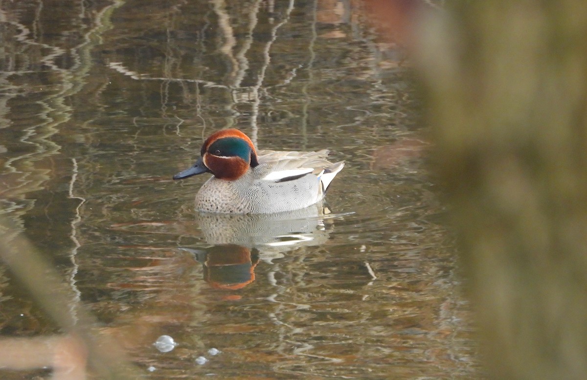 Green-winged Teal - ML616582903