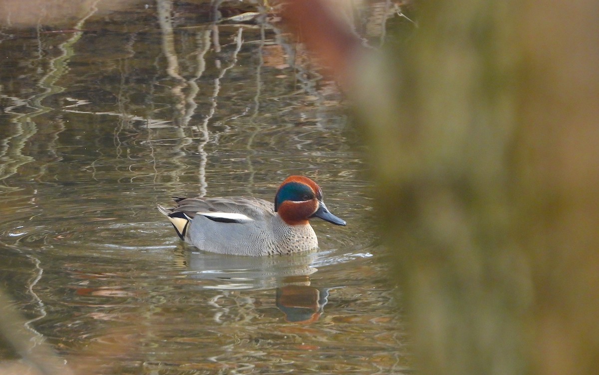 Green-winged Teal - ML616582904