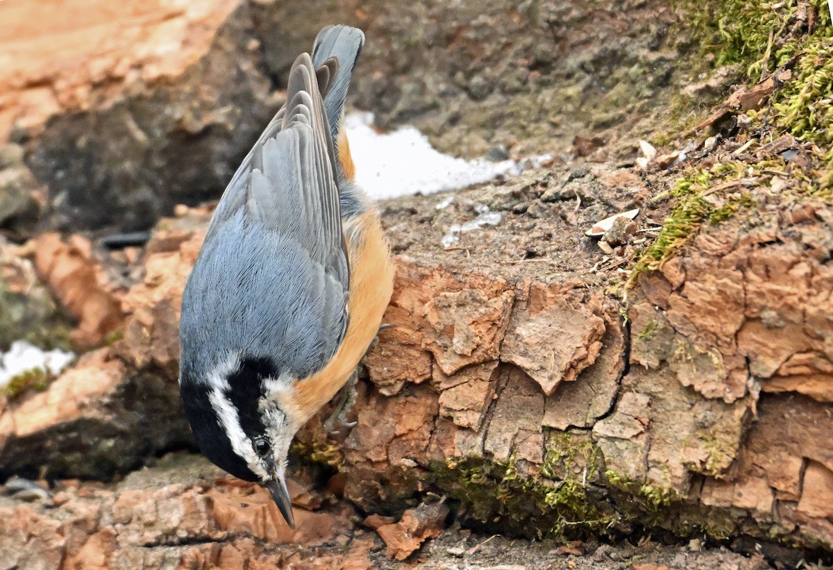 Red-breasted Nuthatch - ML616583000