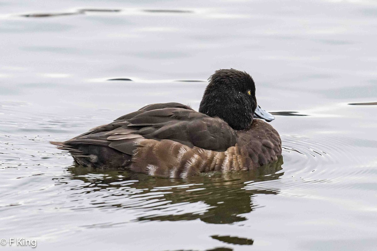 Tufted Duck - ML616583023