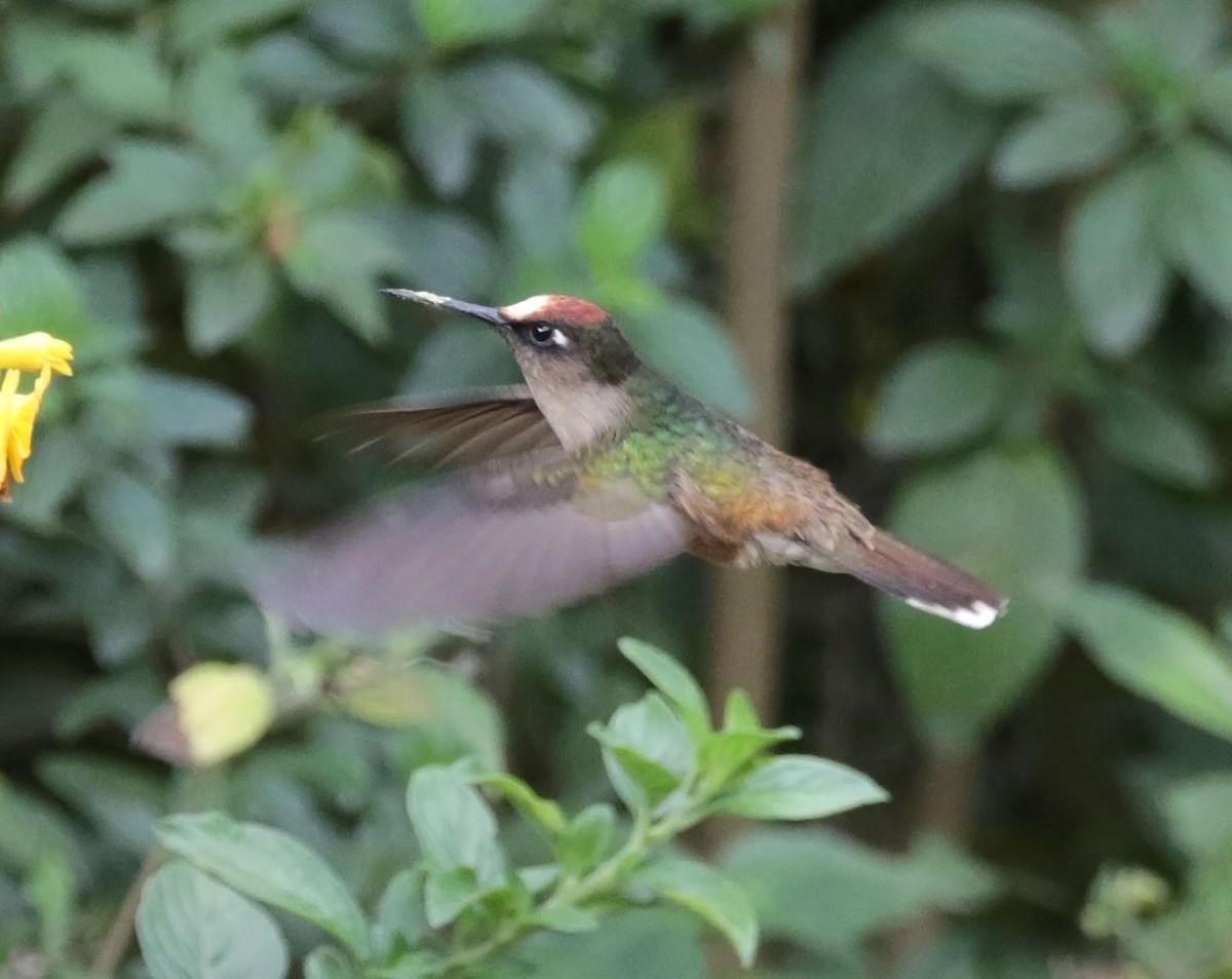 kolibřík čepičatý - ML616583054