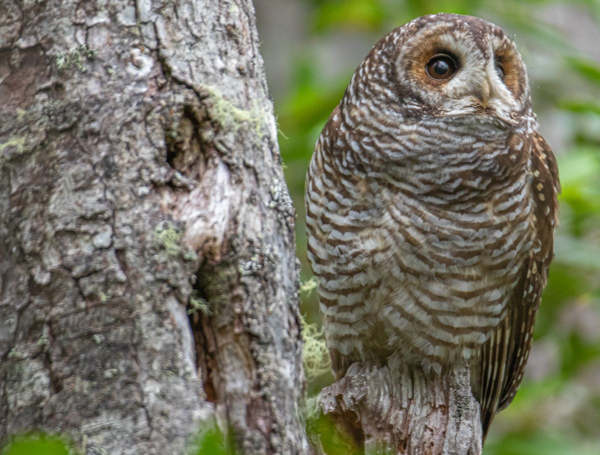 Rufous-legged Owl - ML616583060