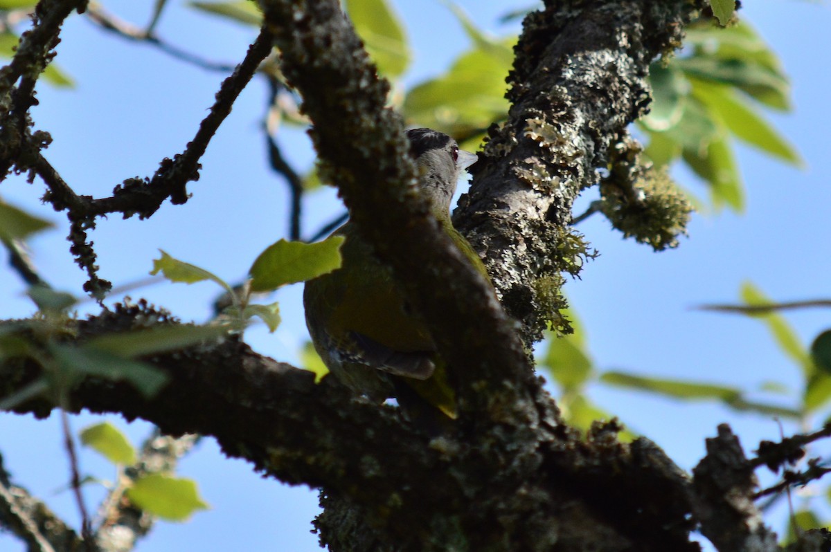 Gray-headed Woodpecker - Karthik Thrikkadeeri
