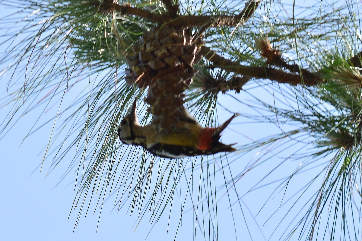Himalayan Woodpecker - Karthik Thrikkadeeri