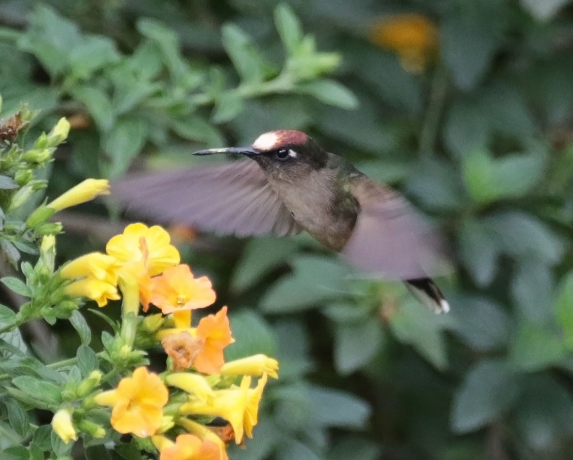 kolibřík čepičatý - ML616583122
