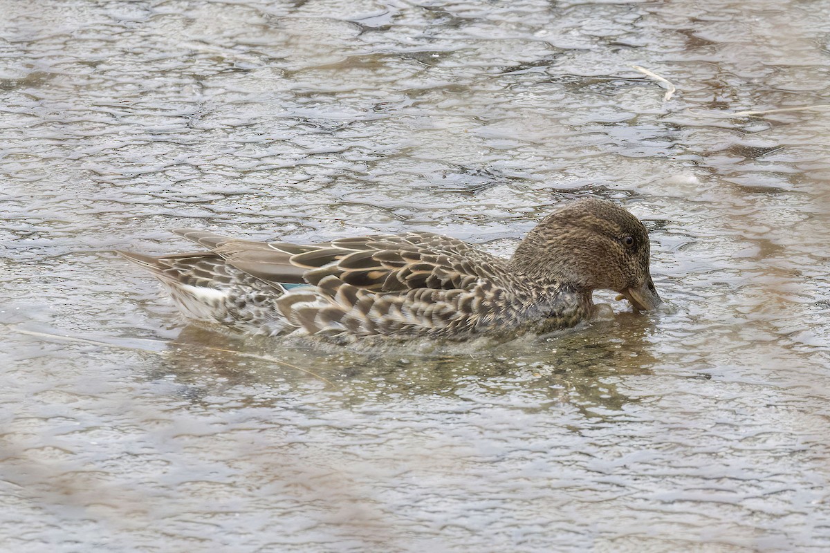 Green-winged Teal - Brian Bailey