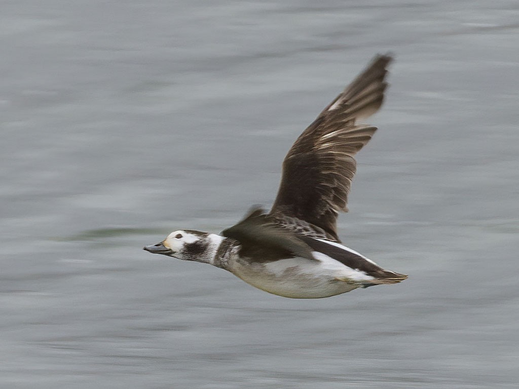 Long-tailed Duck - Brian Bailey