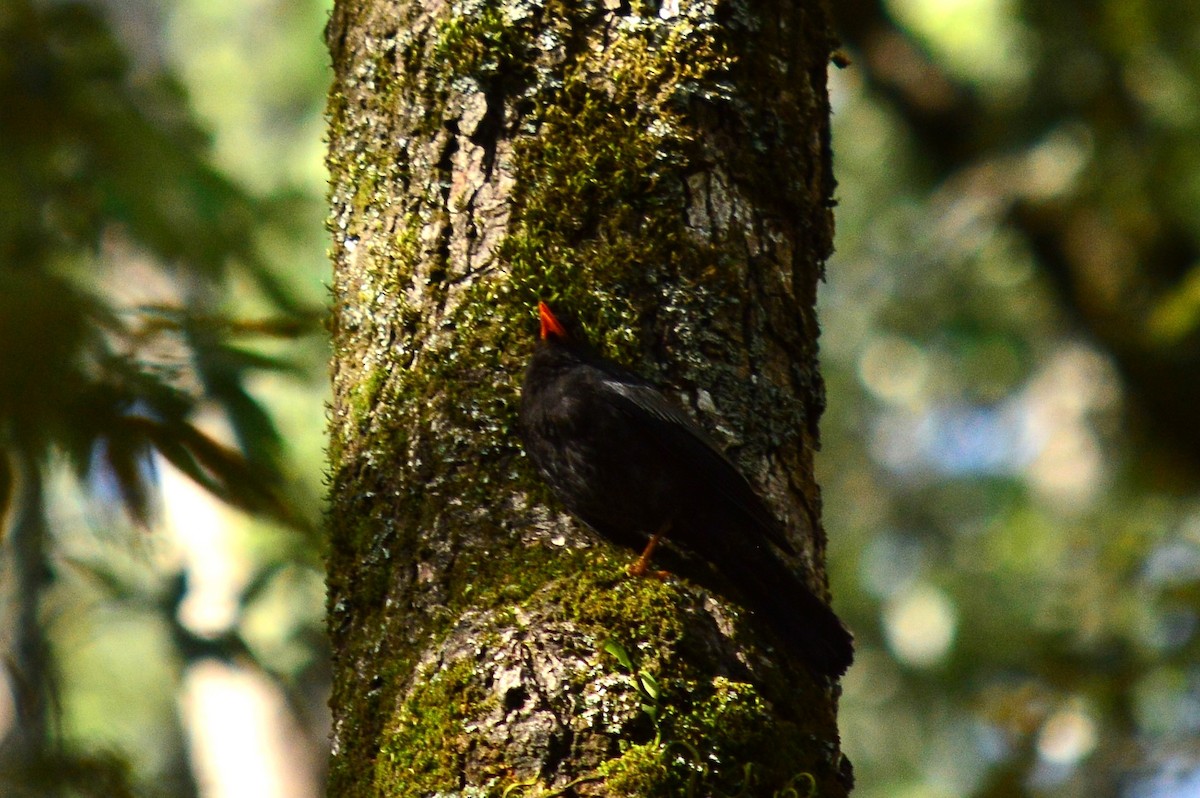 Gray-winged Blackbird - Karthik Thrikkadeeri