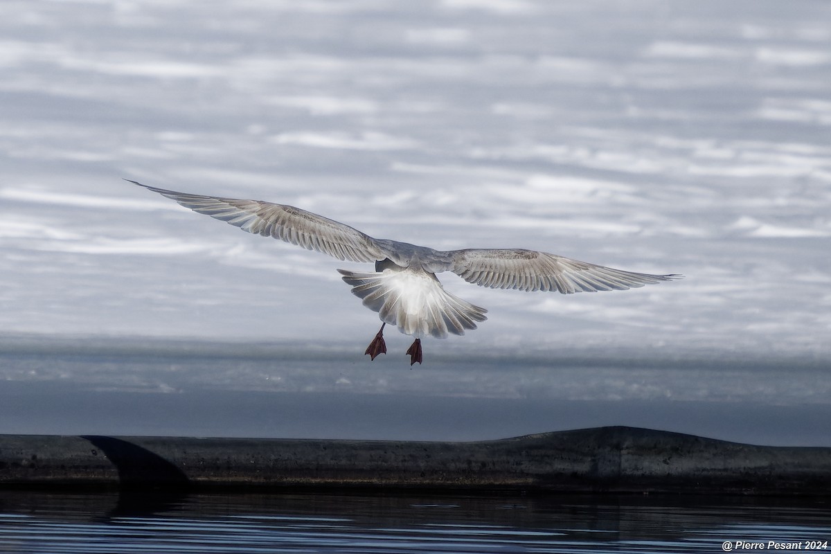 Iceland Gull - Pierre Pesant