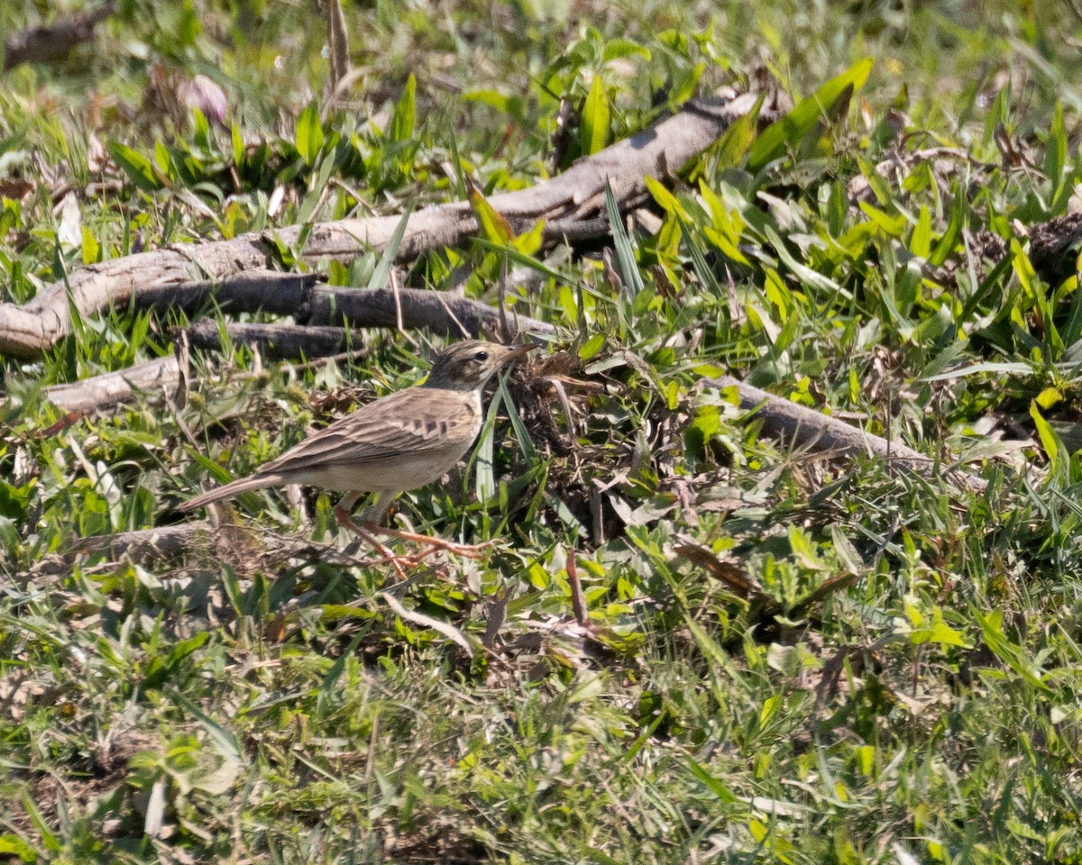 Paddyfield Pipit - Dixie Sommers
