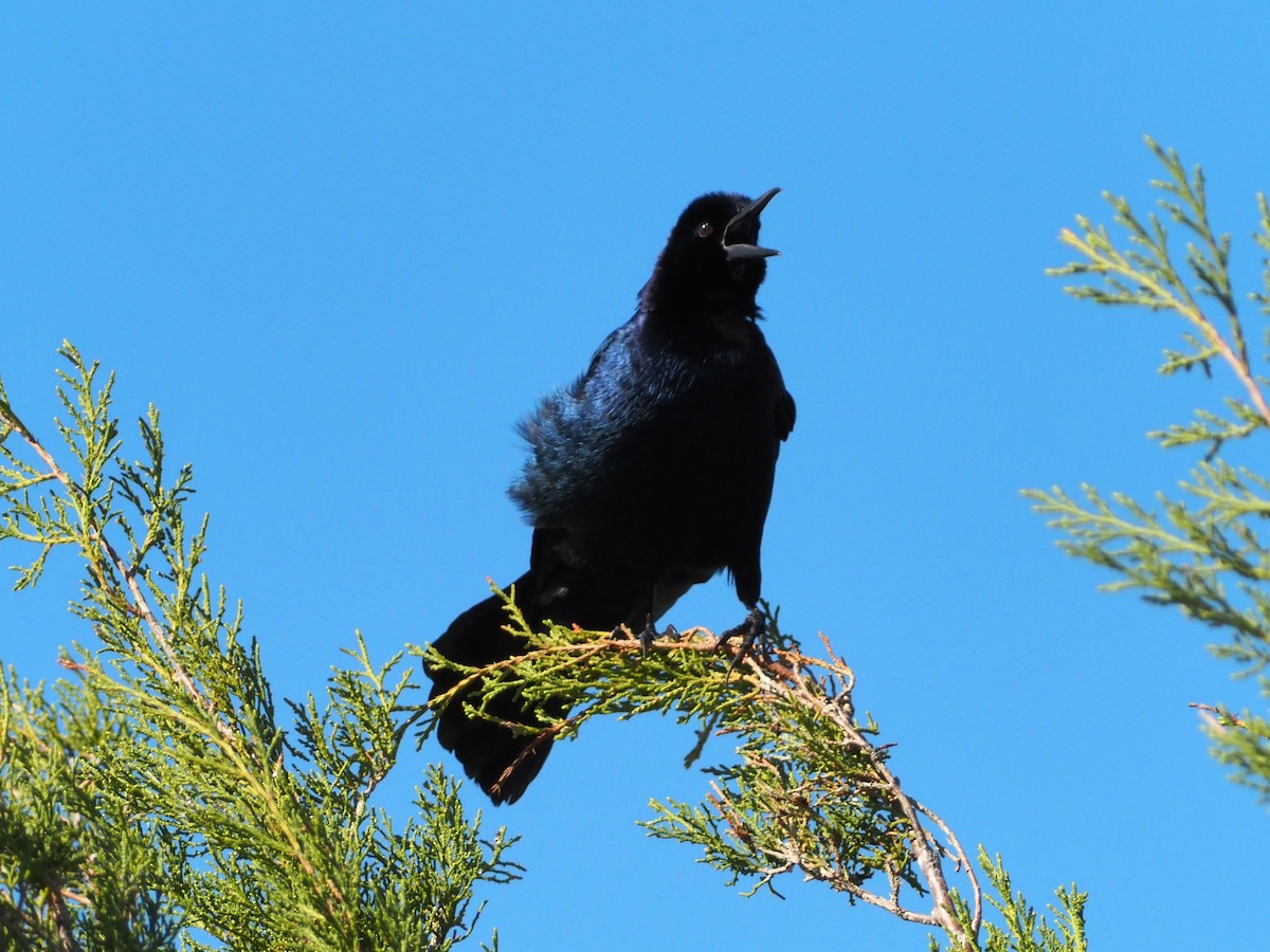 Boat-tailed Grackle - ML616583296