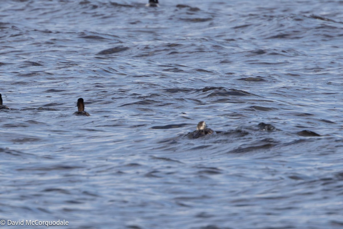 Long-tailed Duck - ML616583435