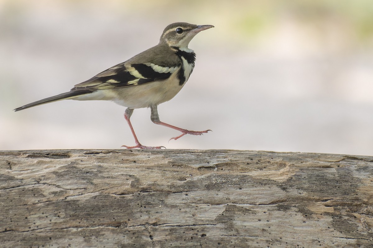Forest Wagtail - ML616583521