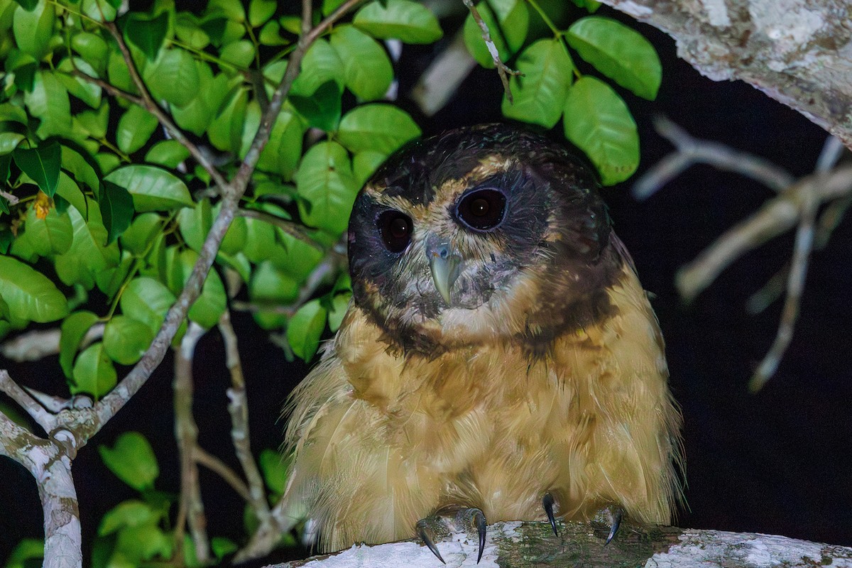 Tawny-browed Owl - ML616583526