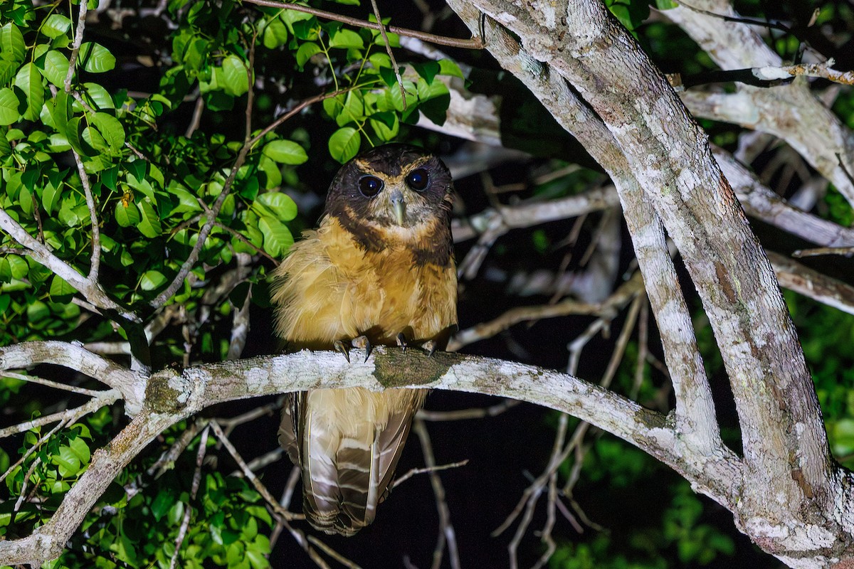 Tawny-browed Owl - ML616583533