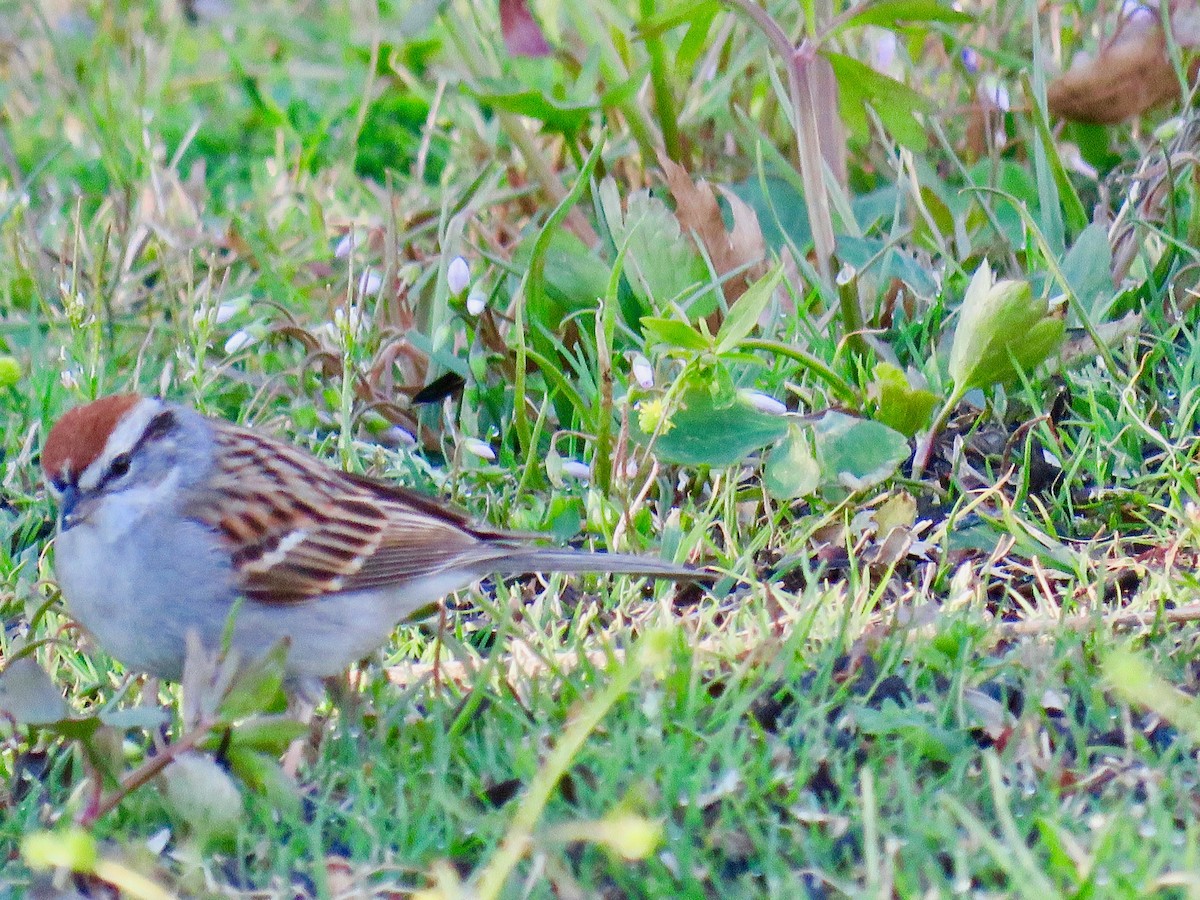 Chipping Sparrow - ML616583577