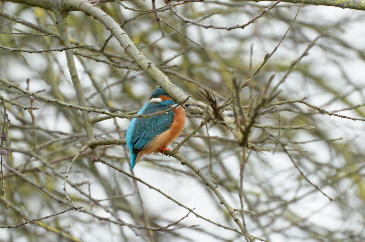 Common Kingfisher - Donald Davesne