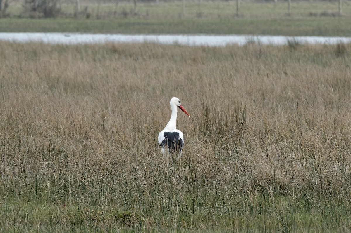 White Stork - Donald Davesne