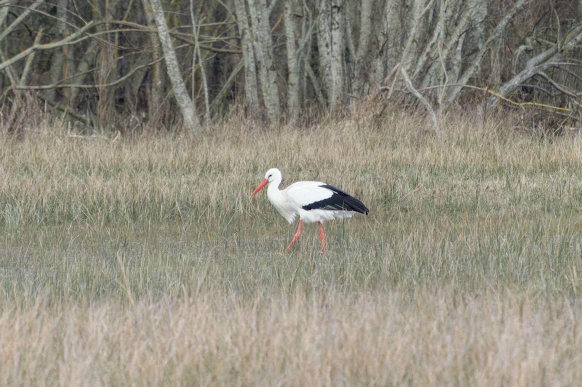 White Stork - ML616583599