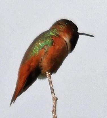 Allen's Hummingbird - George Nothhelfer
