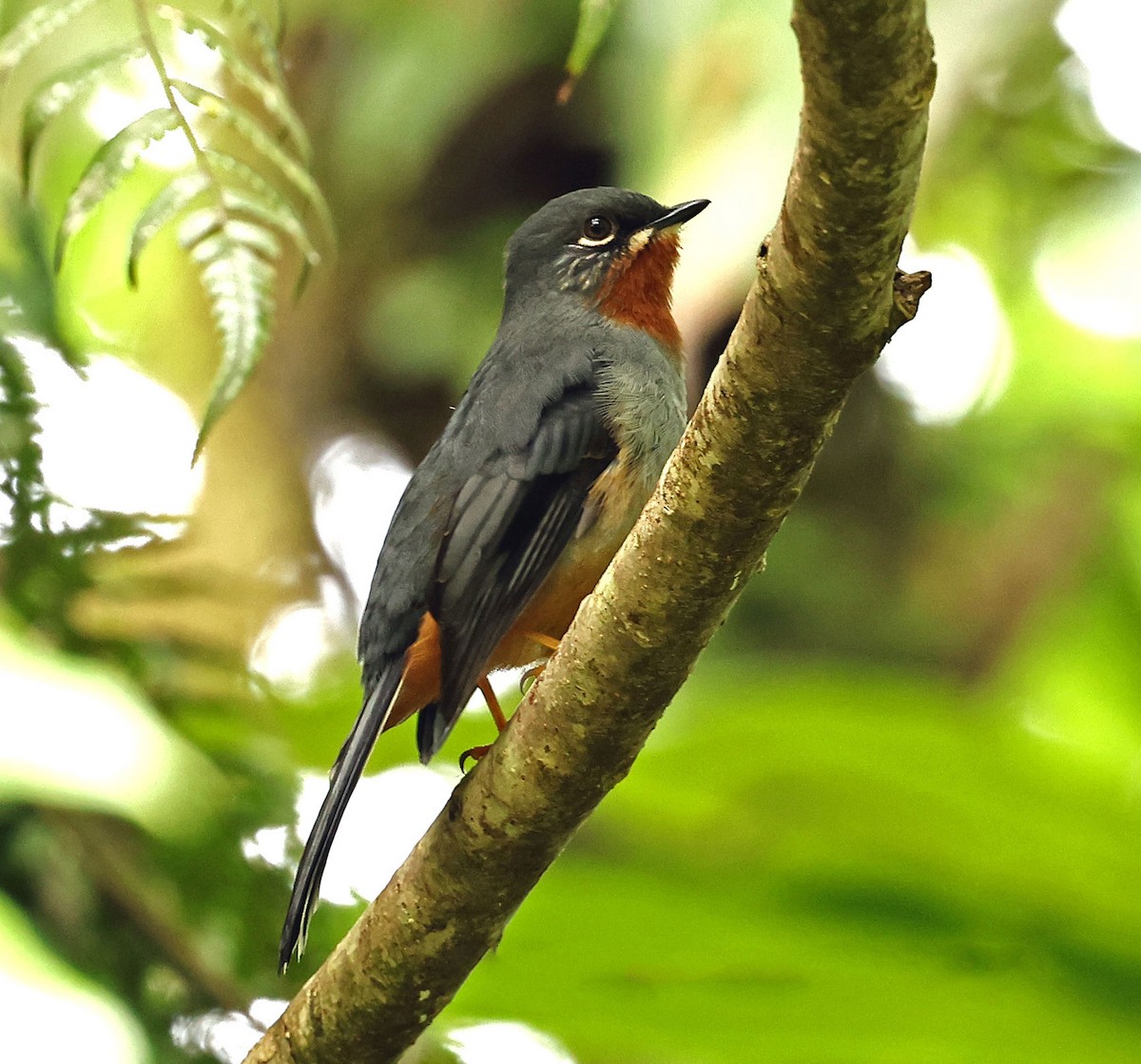 Rufous-throated Solitaire - ML616583605
