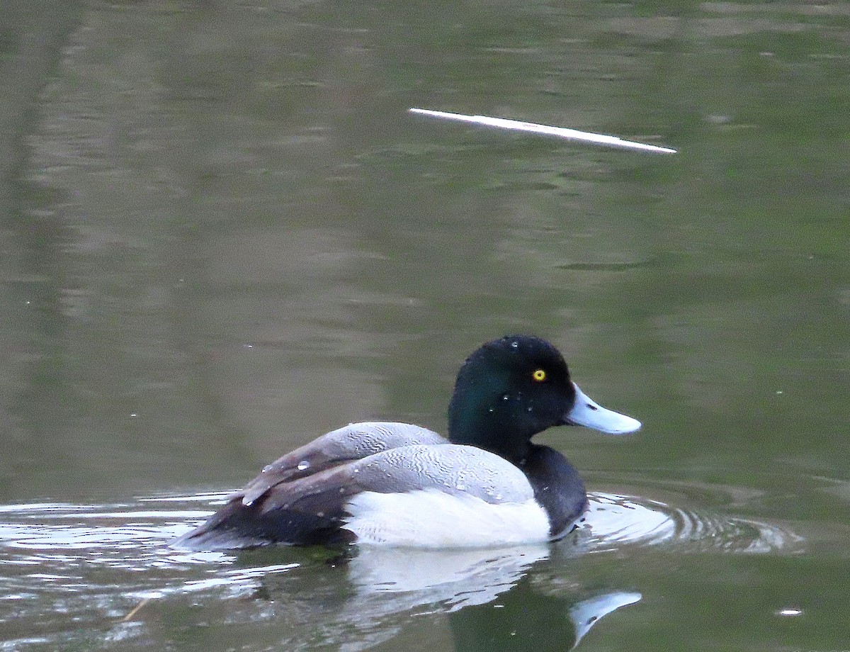 Greater Scaup - kathy hart