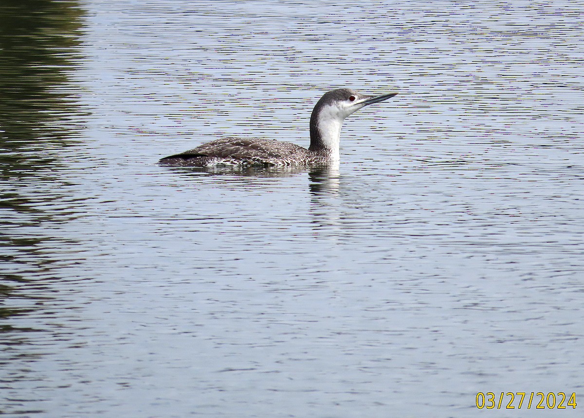 Red-throated Loon - ML616583646
