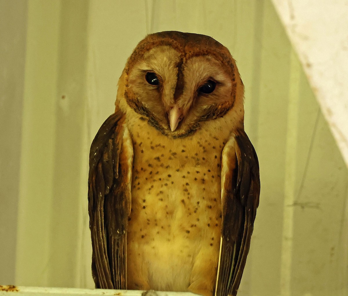 Barn Owl (Lesser Antilles) - ML616583746