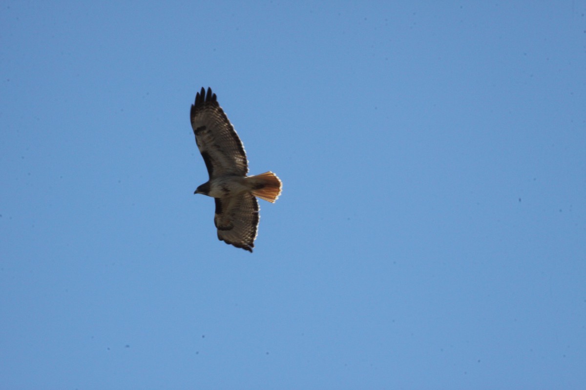 Red-tailed Hawk - ML616583801