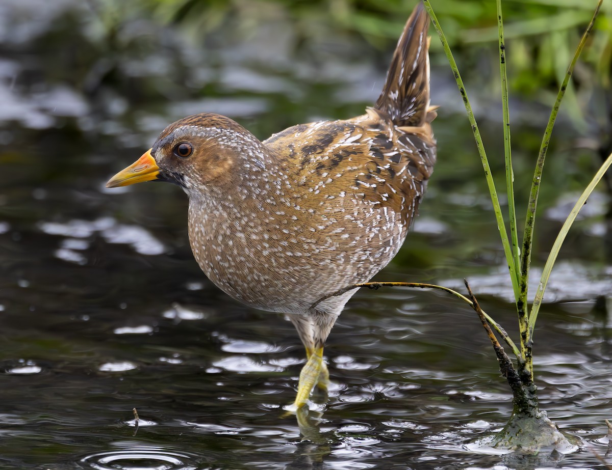 Spotted Crake - ML616583815